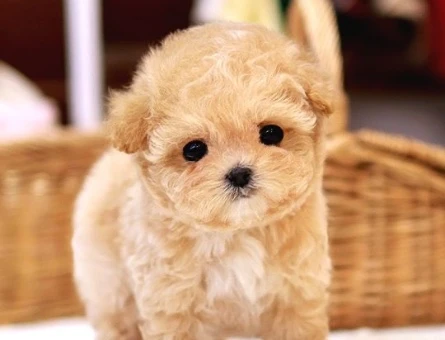 Kore Poodle efsane bebeklerimiz - 9777