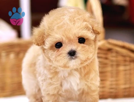 Kore Poodle efsane bebeklerimiz - 9777