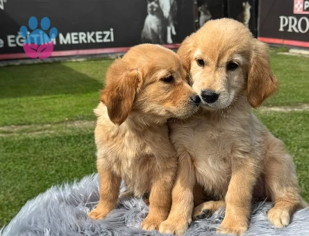 Golden Retriever Yavru Sahiplenme 2 Aylık - 9786