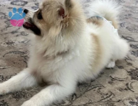 Pomerainan Boo - 9804