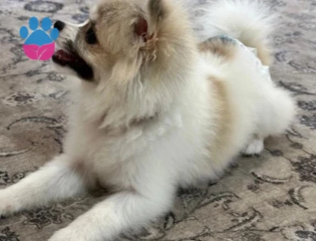 Pomerainan Boo - 9804