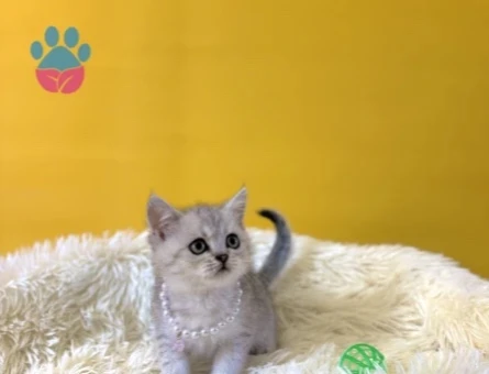 British Shorthair Silver Dişi Yavrumuz - 9835
