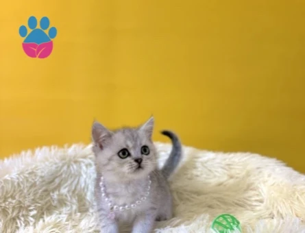 British Shorthair Silver Dişi Yavrumuz - 9835