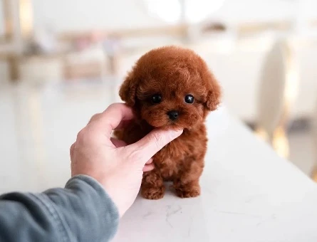 Kore Poodle - 9838