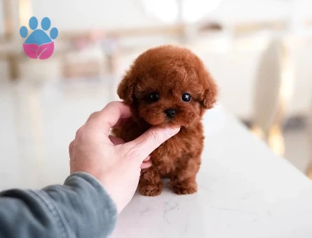 Kore Poodle - 9838
