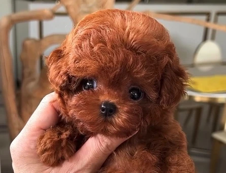 Efsane bebek Kore Poodle - 9839