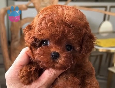 Efsane bebek Kore Poodle - 9839