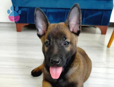 Dişi Erkek A Kalite Malinois Yavrularımız - 9841
