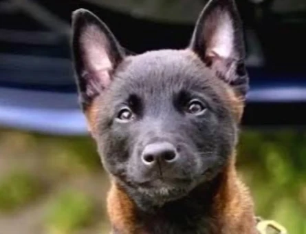 Safkan Belçika Malinois Yavruları - 9843