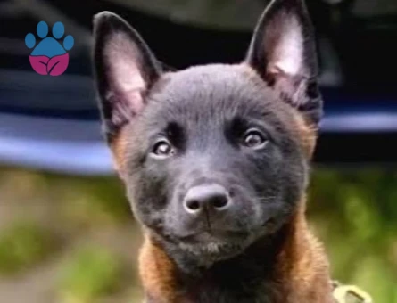 Safkan Belçika Malinois Yavruları - 9843