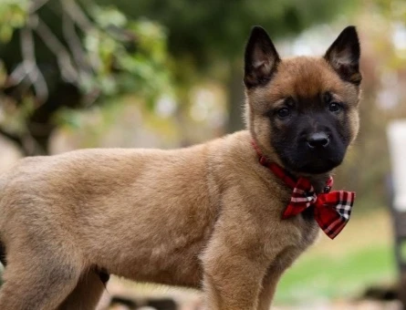 Belçika Malinois Yavruları şampiyon bebekler - 9847