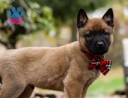 Belçika Malinois Yavruları şampiyon bebekler - 9847