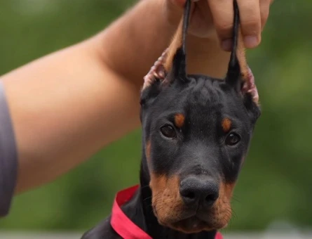 A Kalite Dişi Erkek Doberman şampiyon bebekler - 9851