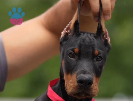 A Kalite Dişi Erkek Doberman şampiyon bebekler - 9851