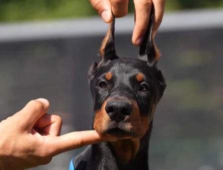King Doberman Yavrularimiz eşi benzeri yok - 9853