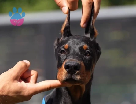 King Doberman Yavrularimiz eşi benzeri yok - 9853