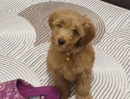 Şebek maltipoo - 9865