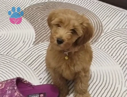 Şebek maltipoo - 9865