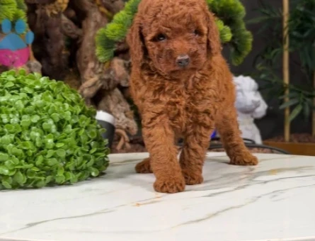 Güzel Yavrularımız Toy Poodle Dişi ve Erkek - 9873