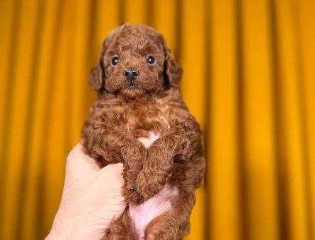 Red Brown Toy Poodle Bebekler - 9877