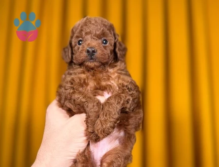 Red Brown Toy Poodle Bebekler - 9877
