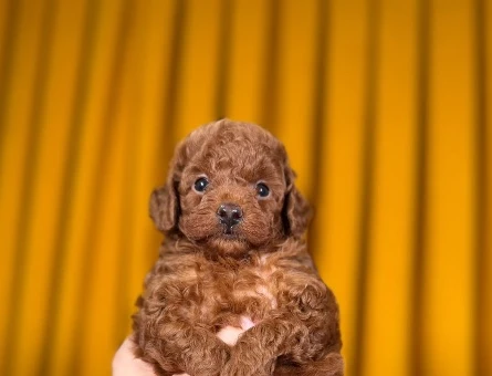 Şahane Oyuncu Toy Poodle Yavrular - 9878