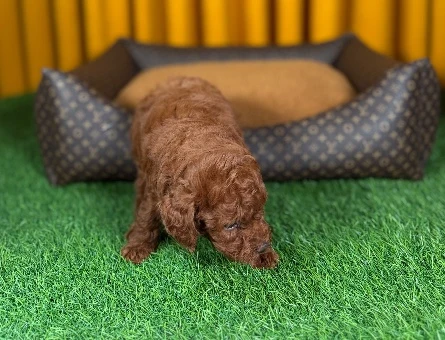 Cins Toy Poodle Yavrularımız 2 Aylık - 9881