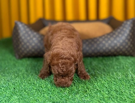 Kıvırcık Toy Poodle Yavrularımız 2 Aylık - 9882