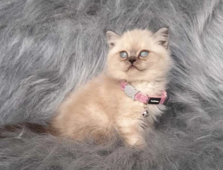 Mükemmel Safkan Point Yavrularımız