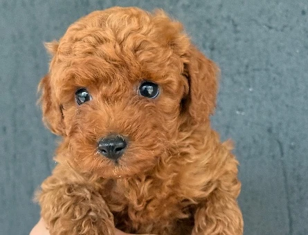 ÜST DÜZEY TOY POODLE YAVRULARIMIZ - 9912