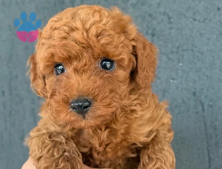 ÜST DÜZEY TOY POODLE YAVRULARIMIZ - 9912