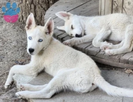 HUSKY YAVRULARIMIZ HAZIR - 9931