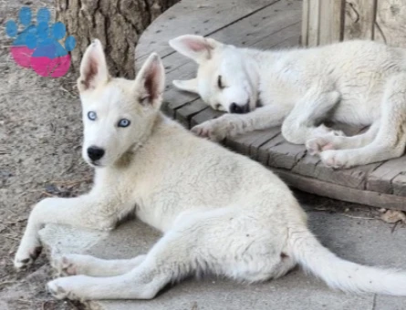 HUSKY YAVRULARIMIZ HAZIR - 9931