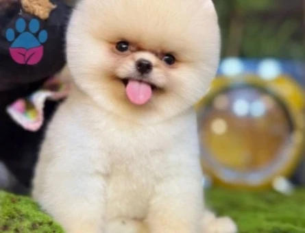 POMERANIAN ÜRETİM ÇİFTLİĞİNDEN - 9945