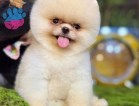 POMERANIAN ÜRETİM ÇİFTLİĞİNDEN - 9945