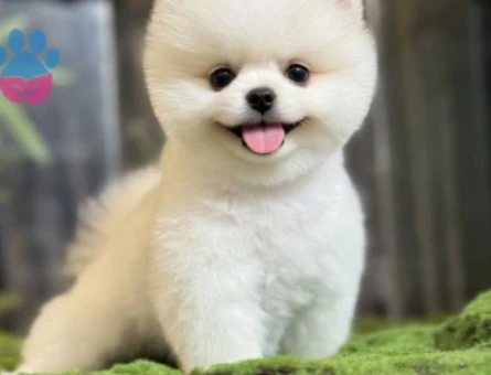 POMERANIAN ÜRETİM ÇİFTLİĞİNDEN - 9948