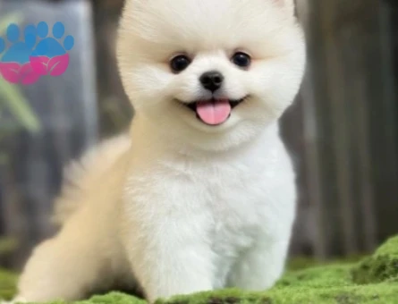 POMERANIAN ÜRETİM ÇİFTLİĞİNDEN - 9948