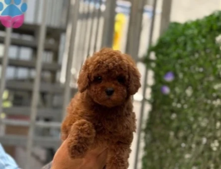 POODLE ÇİFTLIGINDEN - 9950