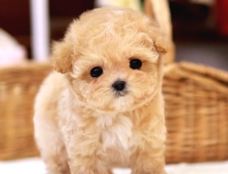 YILDIZIMIZ ARTIK SIZLERLE KORE TOY POODLE YAVRUMUZ - 9957