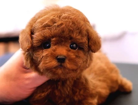SUPER STAR TOY POODLE YAVRULARIM - 9958