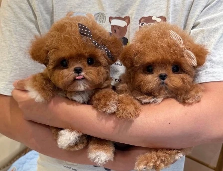 KORE POODLE BEBEKLERİM efsane - 9959