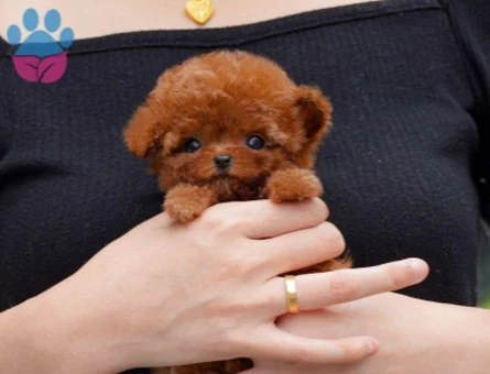 KAPIDA ÖDEMELİ TOY POODLE BEBEKLERİM - 9966