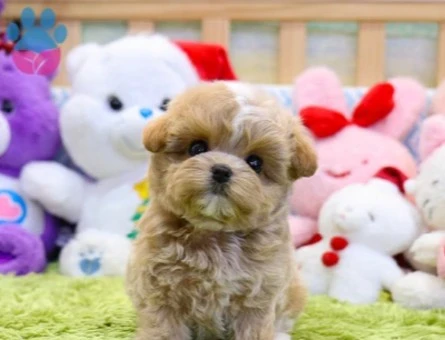 GERÇEK FİNCAN BOY MALTİPOO BEBEK - 9970
