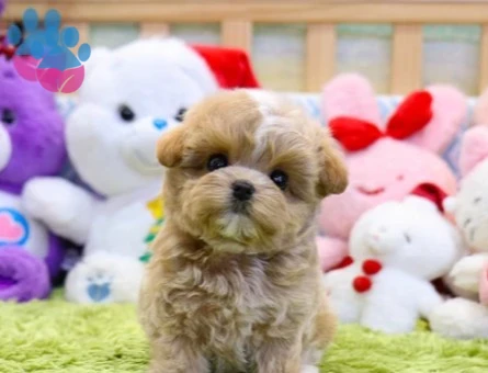 GERÇEK FİNCAN BOY MALTİPOO BEBEK - 9970