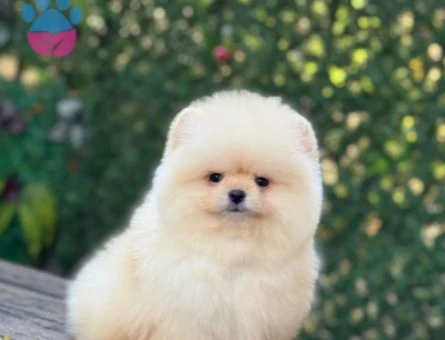 POMERANIAN ÜRETİM ÇİFTLİĞİNDEN - 9977