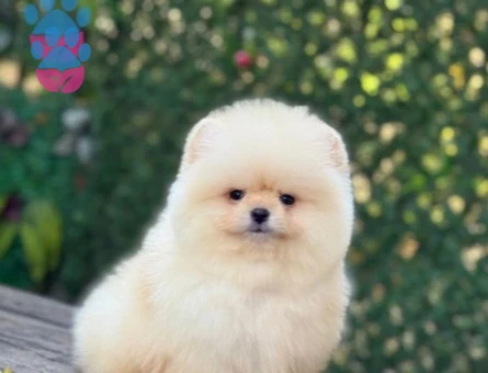POMERANIAN ÜRETİM ÇİFTLİĞİNDEN - 9977