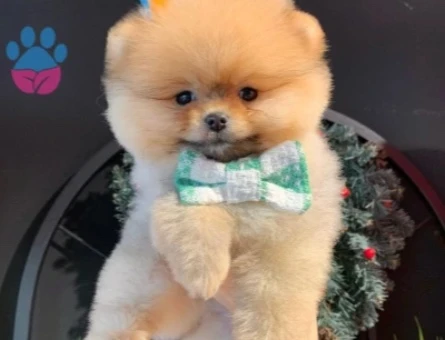 POMERANIAN ÜRETİM ÇİFTLİĞİNDEN - 9983