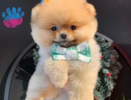 POMERANIAN ÜRETİM ÇİFTLİĞİNDEN - 9983