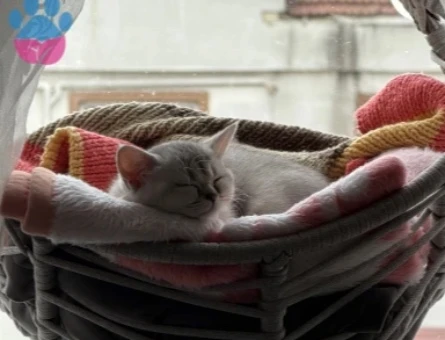 British Shorthair Kızımız - 9993