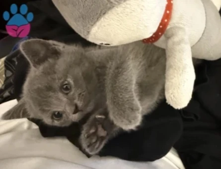 British Shorthair yavru - 9998